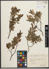 Foto von Salix waldsteiniana Willd.